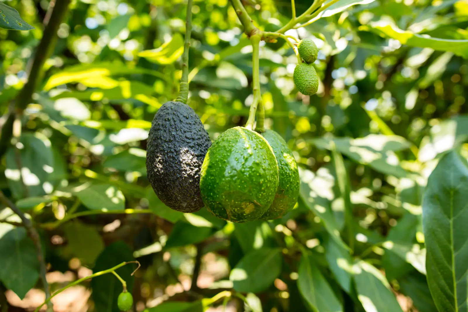 Cuanto Tarda En Dar Fruto Una Planta De Palta Desde Que Se Planta