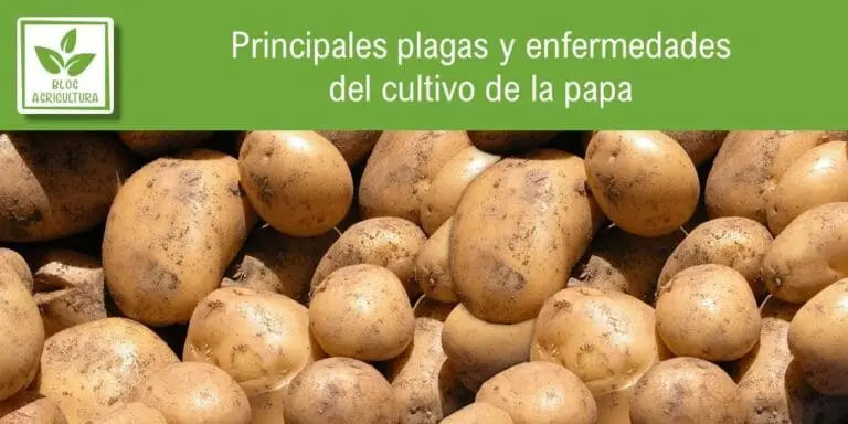 Cuales Son Los Mejores Metodos Para La Siembra Y Cosecha De La Papa